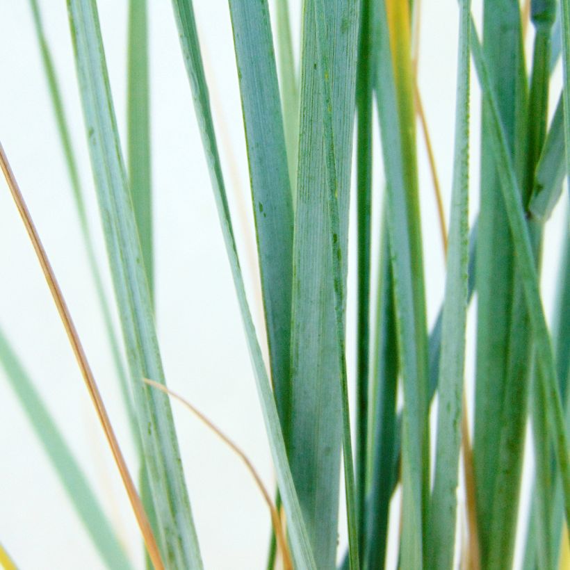 Elymus magellanicus (Fogliame)