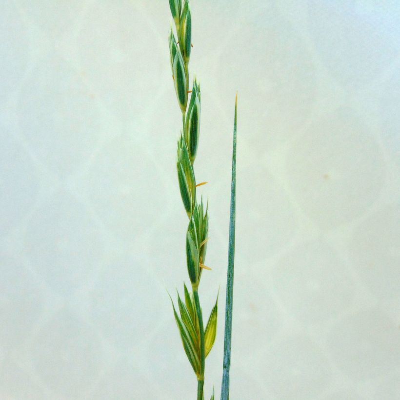 Elymus magellanicus (Fioritura)