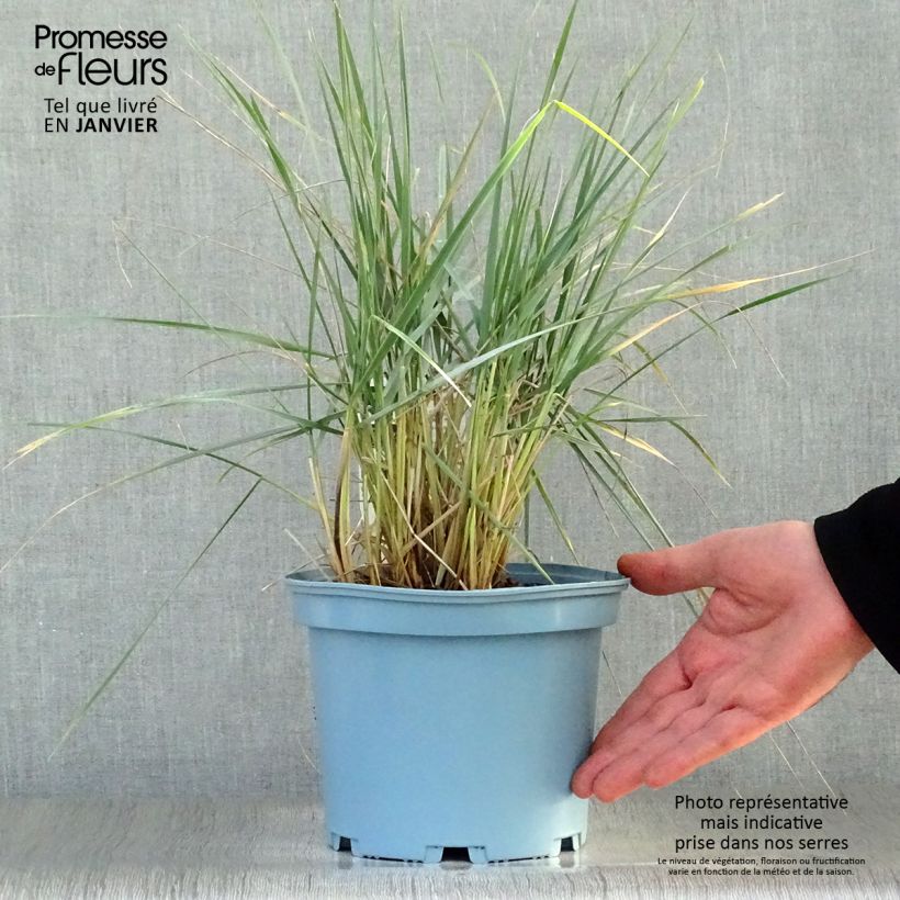 Elymus magellanicus - Agropyron en pot de 2/3L esemplare consegnato in inverno