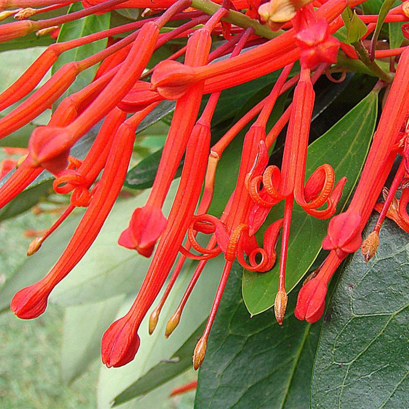 Embothrium coccineum - Albero del fuoco del Cile (Fioritura)