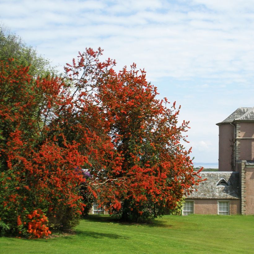 Embothrium coccineum - Albero del fuoco del Cile (Porto)