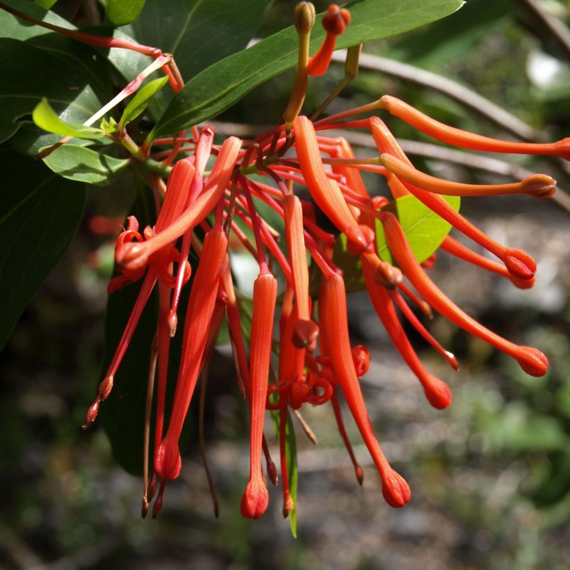 Embothrium coccineum var. lanceolatum (Fioritura)