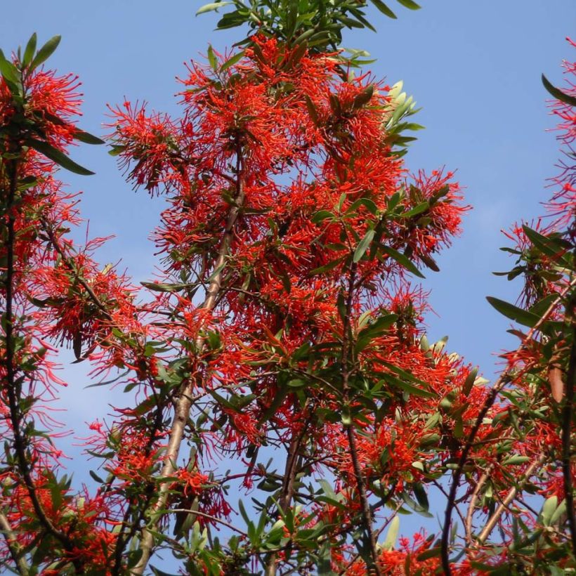 Embothrium coccineum var. lanceolatum (Porto)