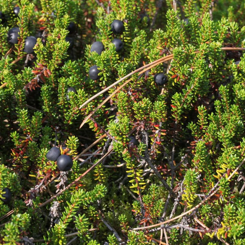 Empetrum nigrum (Fogliame)