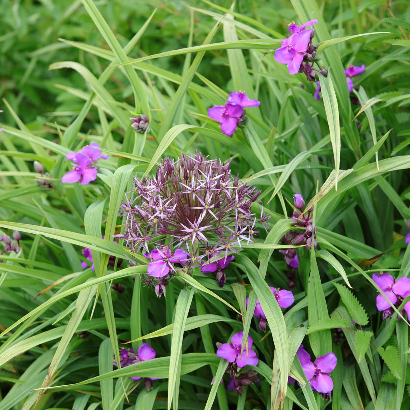 Tradescantia andersoniana Karminglut (Porto)