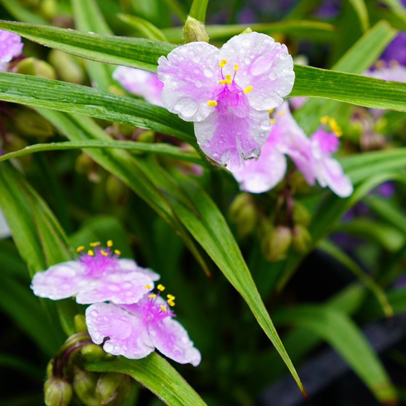 Tradescantia andersoniana Pink Chablis (Fioritura)