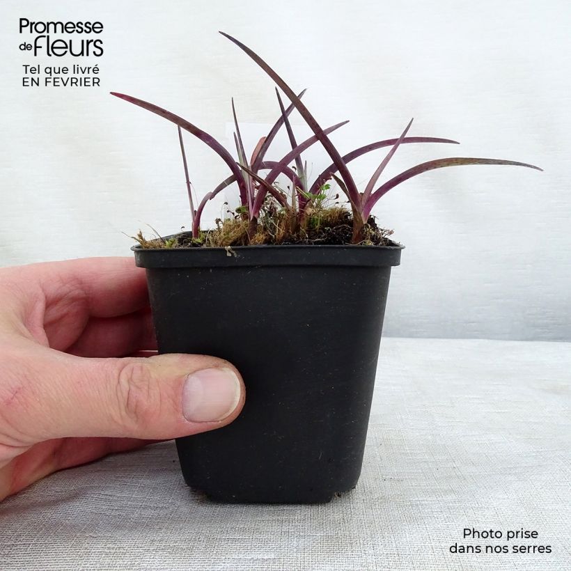 Ephémère de Virginie - Tradescantia andersonina Concord Grape Godet de 9cm esemplare consegnato in inverno