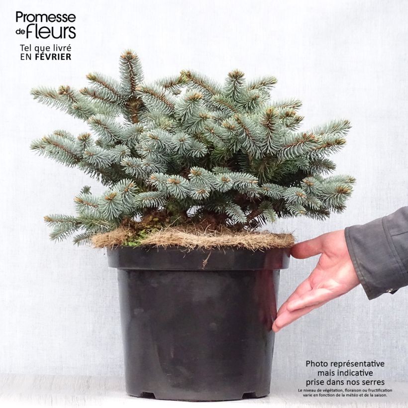 Epicea bleu - Picea pungens Glauca Globosa 20/30 cm en pot de 4L/5L                esemplare consegnato in inverno