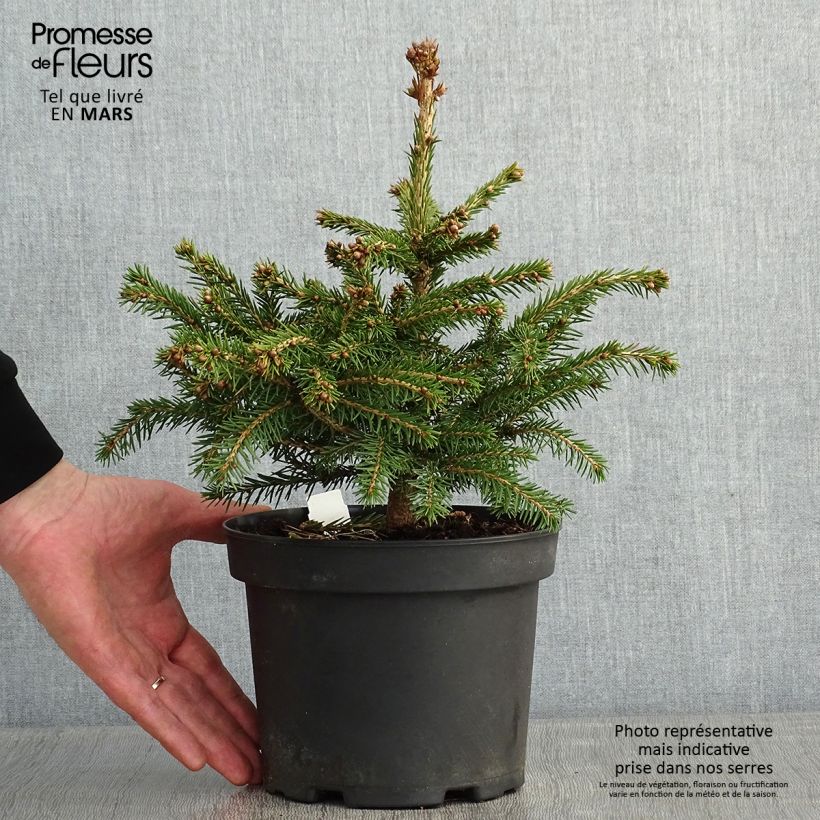 Epicea commun - Picea abies Maxwellii Pot de 2L/3L esemplare consegnato in inverno