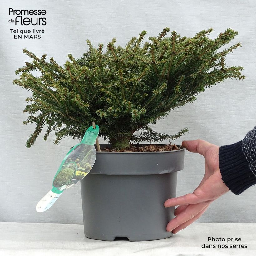 Epicea commun - Picea abies Nidiformis en pot de 2/3L             esemplare consegnato in inverno