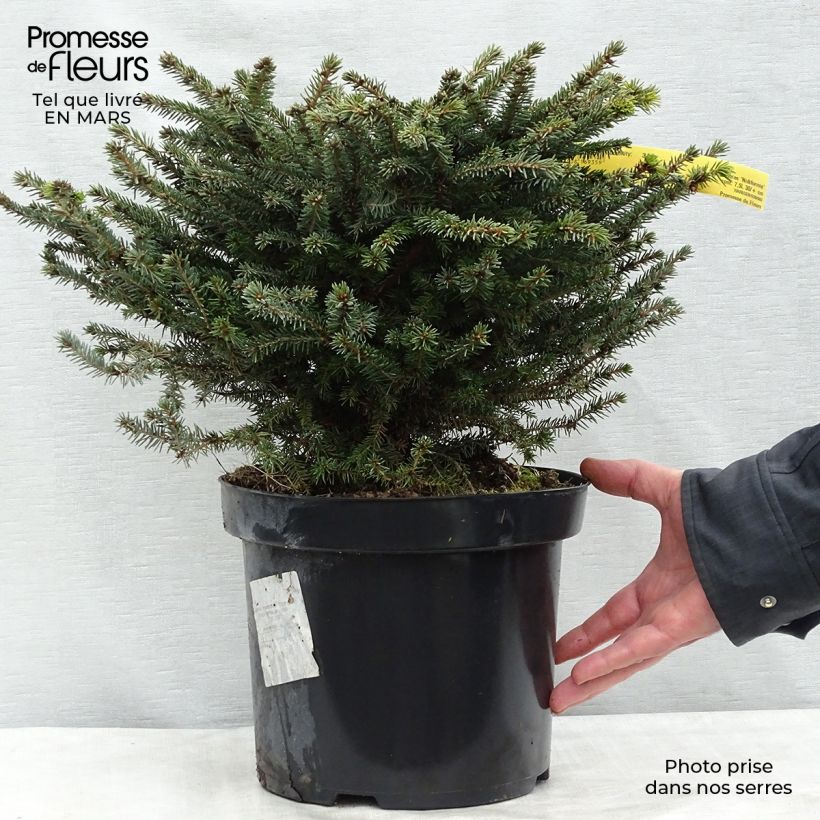 Epicea commun - Picea abies Nidiformis en pot de 7,5L/10L esemplare consegnato in inverno