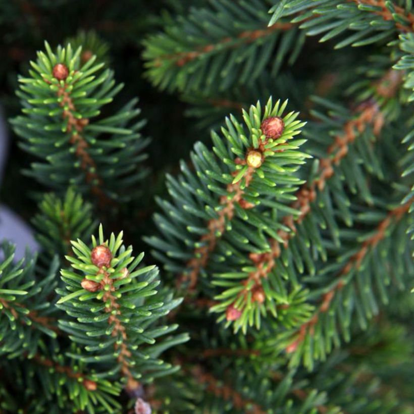 Picea abies Will's Zwerg (Fogliame)