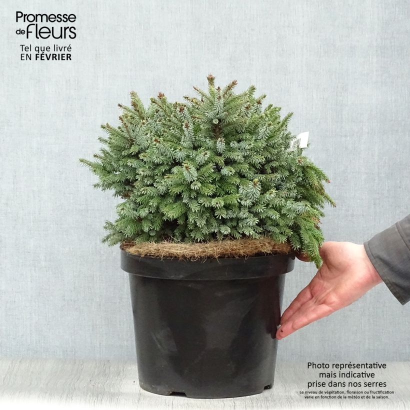 Épicéa de Serbie Nana - Picea omorika en pot de 7,5L/10L esemplare consegnato in inverno