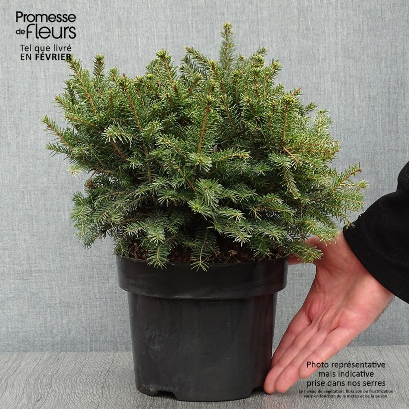 Epicea de Serbie - Picea omorika Karel en pot de 2/3L      esemplare consegnato in inverno