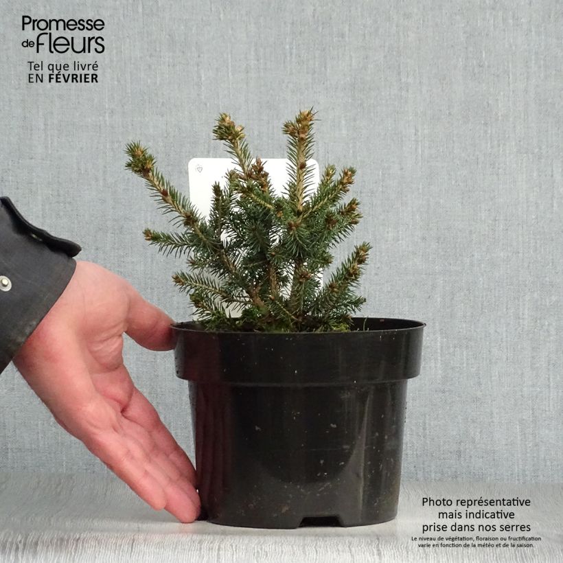 Épicéa de Sitka - Picea sitchensis Nana en pot de 2l/3l esemplare consegnato in inverno