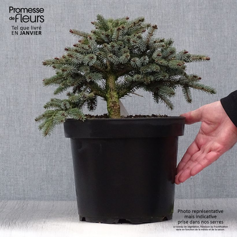 Epicéa nain - Picea mariorika Machala Pot de 7.5L esemplare consegnato in inverno