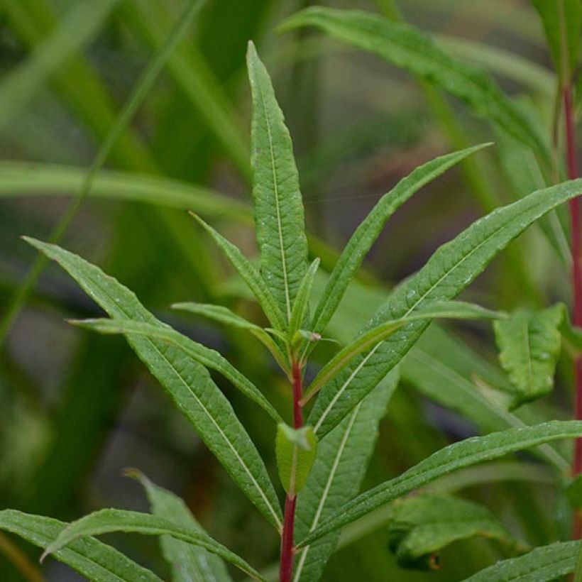 Epilobium angustifolium Stahl Rose - Camenèrio (Fogliame)