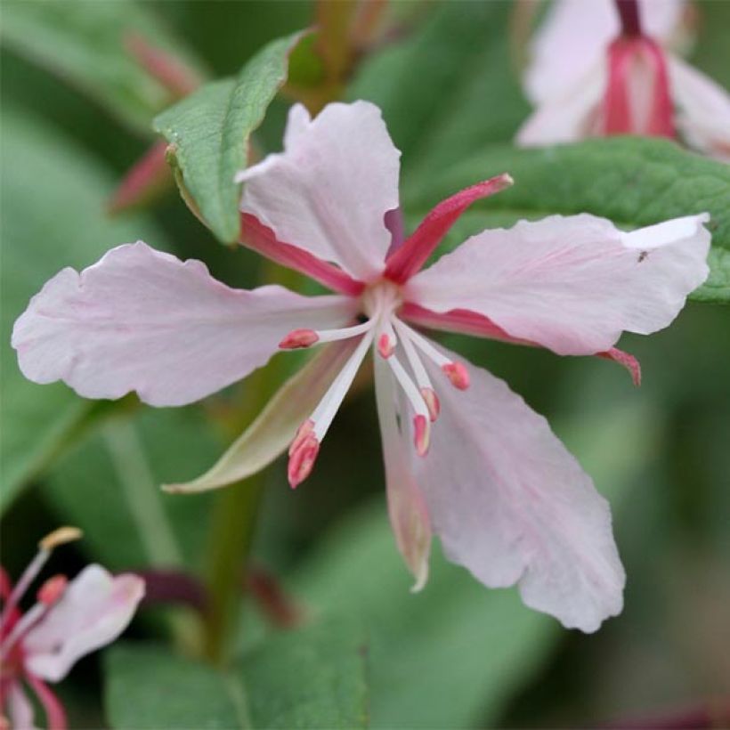 Epilobium angustifolium Stahl Rose - Camenèrio (Fioritura)