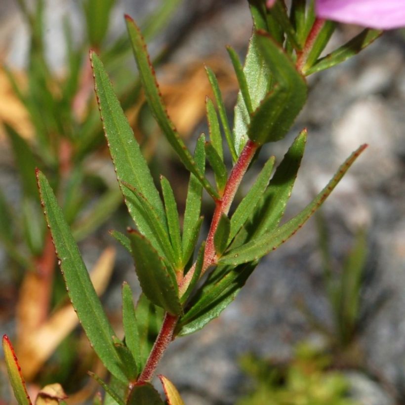 Epilobium fleischeri - Garofanino di Fleischer (Fogliame)