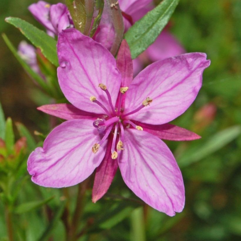 Epilobium fleischeri - Garofanino di Fleischer (Fioritura)