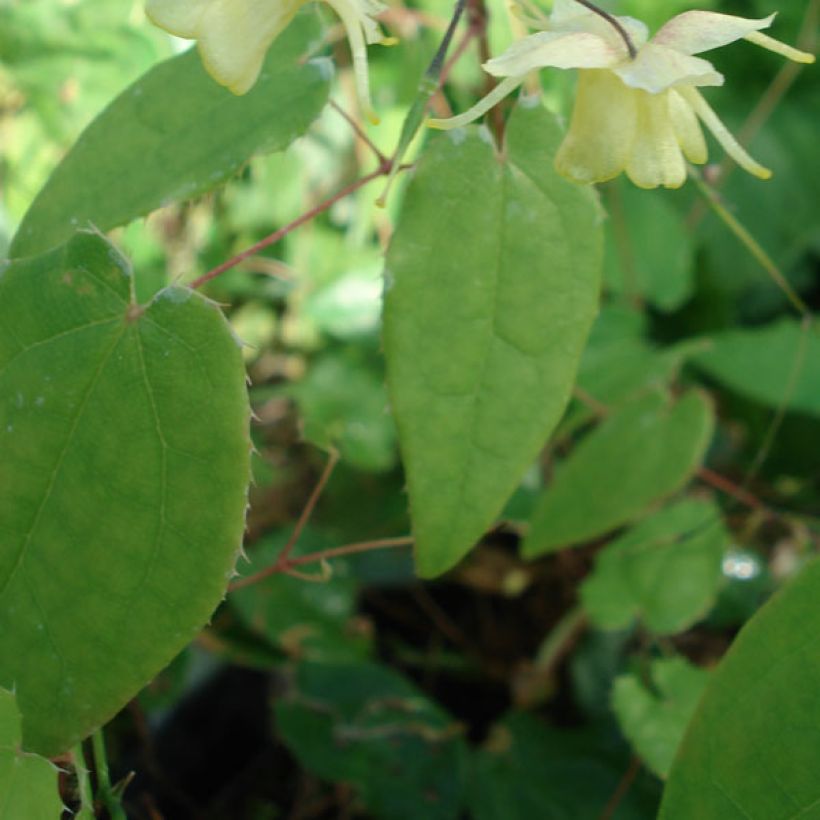 Epimedium Flower Of Sulphur (Fogliame)