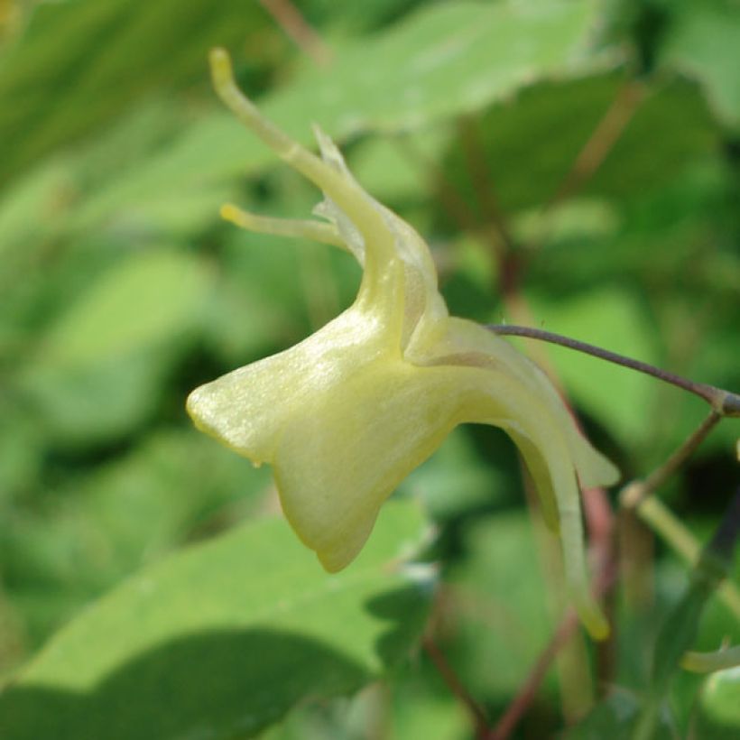 Epimedium Flower Of Sulphur (Fioritura)