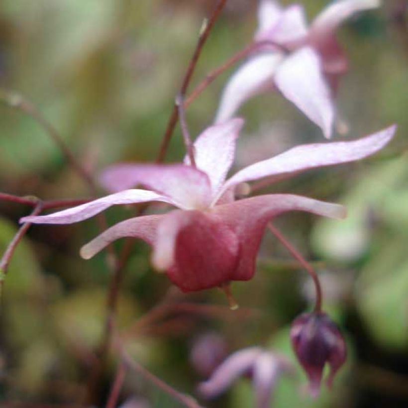 Epimedium Pink Elf (Fioritura)