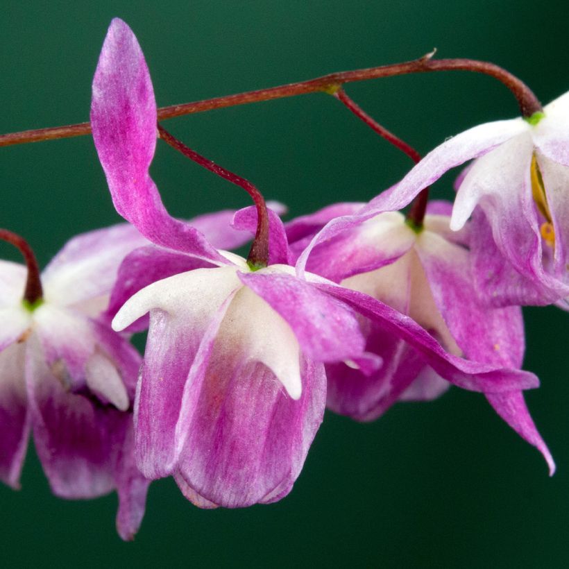 Epimedium Pumosum Roseum (Fioritura)