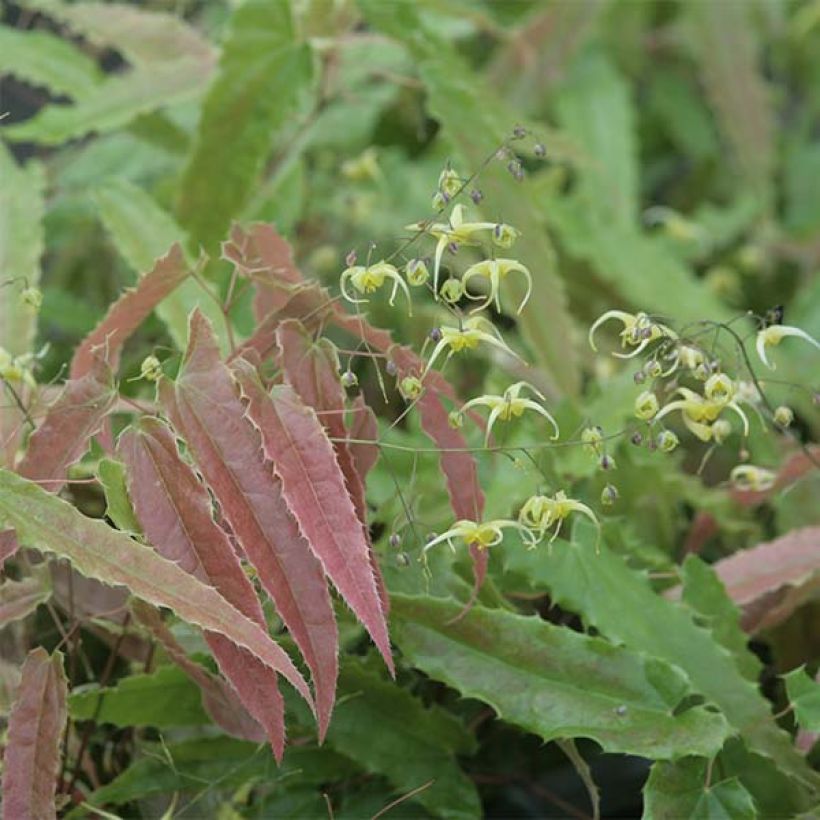 Epimedium Sphinx Twinkler (Fogliame)