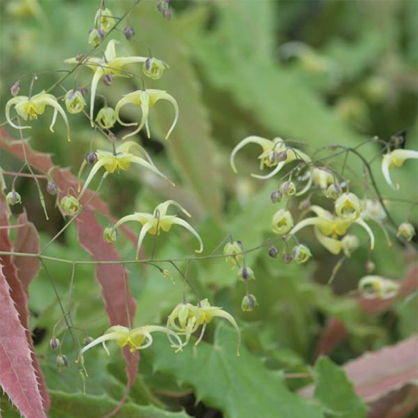 Epimedium Sphinx Twinkler (Fioritura)