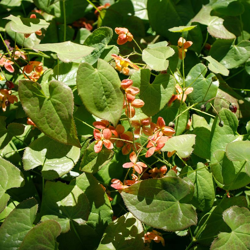 Epimedium alpinum - Epimedio alpino (Porto)