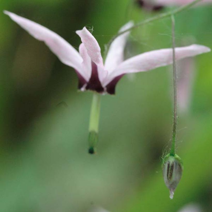 Epimedium fargesii Pink Constellation (Fioritura)