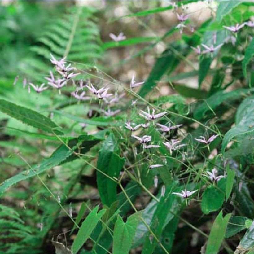 Epimedium fargesii Pink Constellation (Porto)