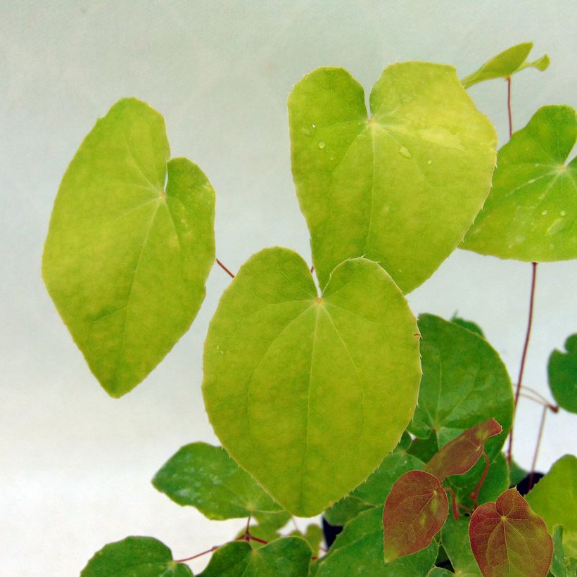 Epimedium grandiflorum Beni-kujaku (Fogliame)