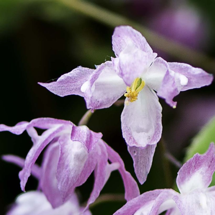 Epimedium grandiflorum Beni-kujaku (Fioritura)