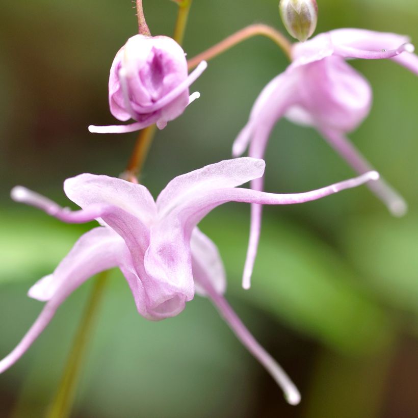 Epimedium grandiflorum (Fioritura)