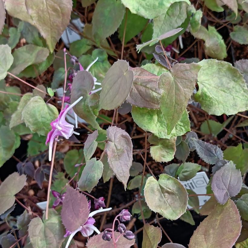 Epimedium grandiflorum Purple Pixie (Fogliame)