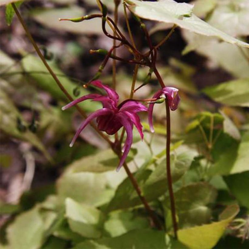 Epimedium grandiflorum Red Beauty (Fioritura)