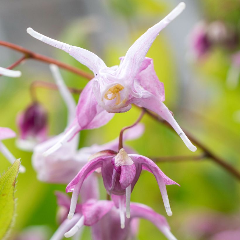 Epimedium grandiflorum Pretty in Pink (Fioritura)