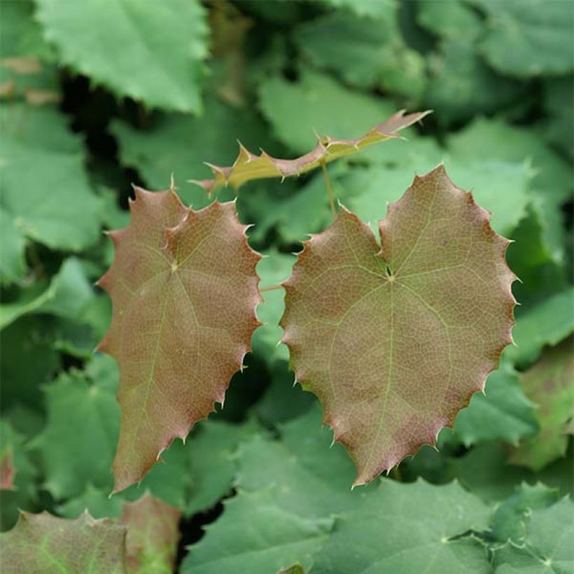 Epimedium pauciflorum (Fogliame)