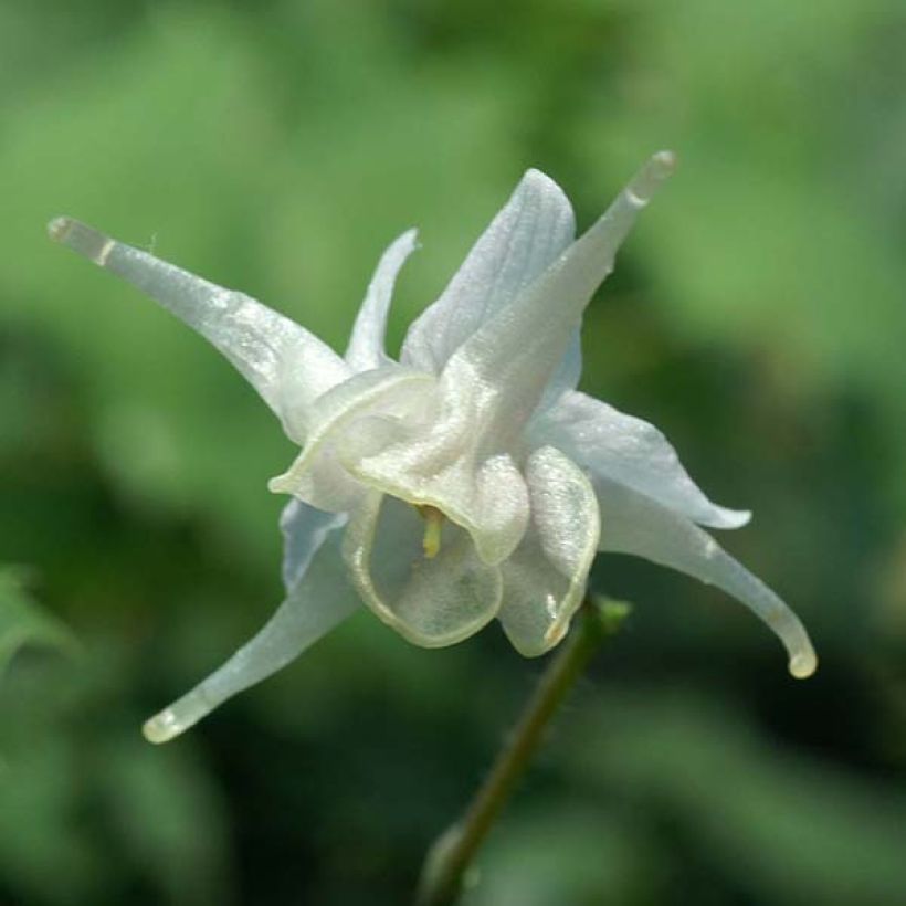 Epimedium pauciflorum (Fioritura)