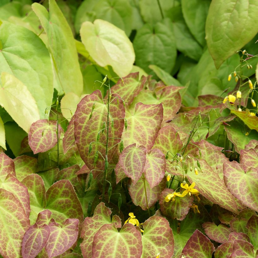 Epimedium perralchicum Fröhnleiten (Porto)