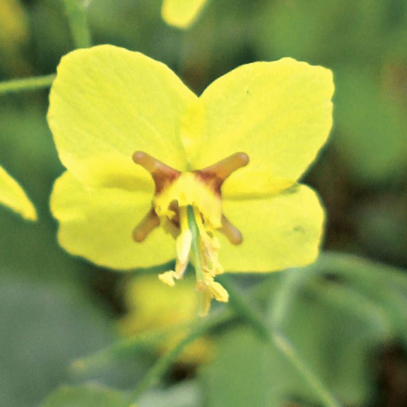 Epimedium perralchicum Fröhnleiten (Fioritura)