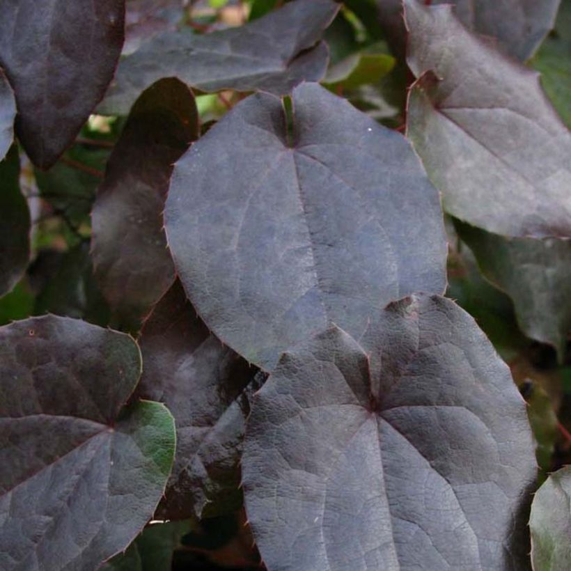 Epimedium pinnatum subsp. colchicum Black Sea (Fogliame)