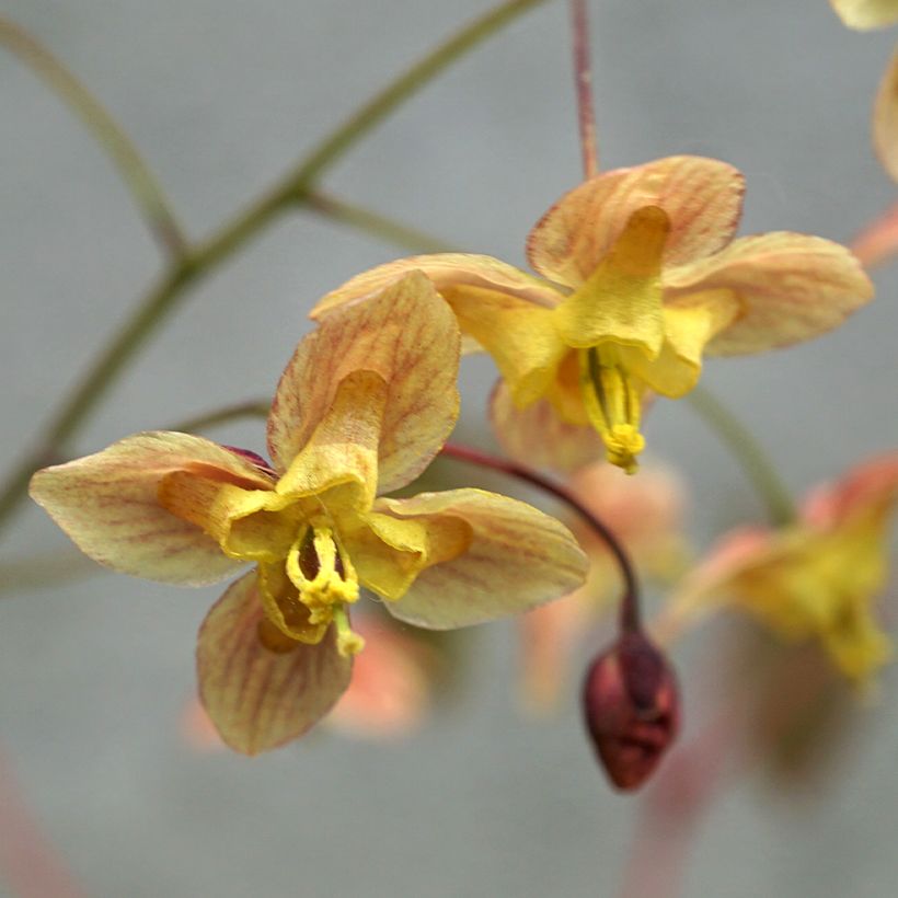 Epimedium pinnatum subsp. colchicum Black Sea (Fioritura)