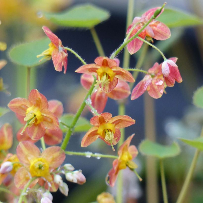 Epimedium pubigerum Orangekönigin (Fioritura)