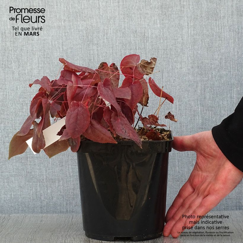 Epimedium rubrum - Fleur des elfes rouge Pot de 2/3 L esemplare consegnato in inverno