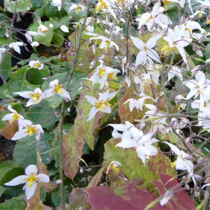 Epimedium stellulatum Wudang Star (Fioritura)