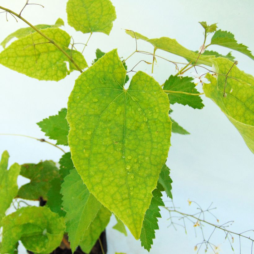 Epimedium stellulatum Wudang Star (Fogliame)