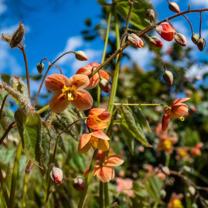 Epimedium warleyense (Fioritura)